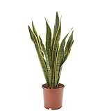 AIRY Bogenhanf (Sansevieria Trifasciata) • Luftreinigende Pflanze • Topf-Ø ca. 17cm, Höhe...