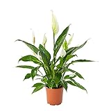 AIRY Einblatt (Spathiphyllum) mit großer luftreinigender Wirkung • Topf-Ø 17 cm • Höhe...