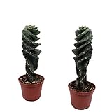 Kakteen von Botanicly – 2 × Säulenkaktus – Höhe: 18 cm – Cereus Forbesii