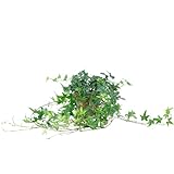 Gemeiner Efeu grün - pflegeleichte Zimmerpflanze, Hedera helix - Höhe ca. 20 cm, Topf-Ø 13...