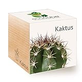 Feel Green Ecocube Kaktus, Nachhaltige Geschenkidee (100% Eco Friendly), Grow Your...