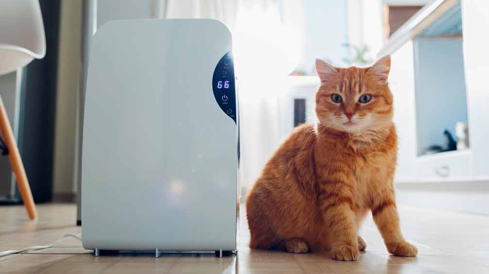 Luftentfeuchter und Katze
