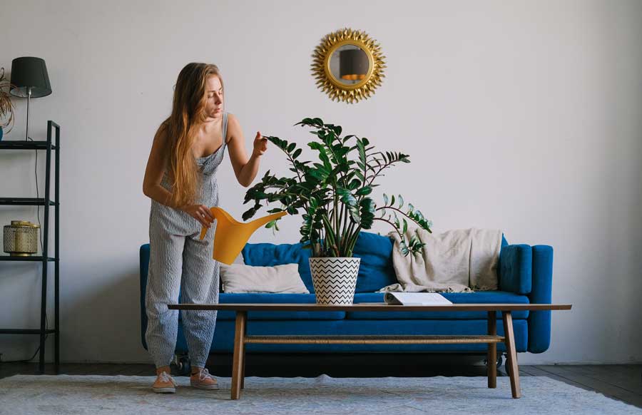 Frau gießt Wohnzimmer-Pflanze