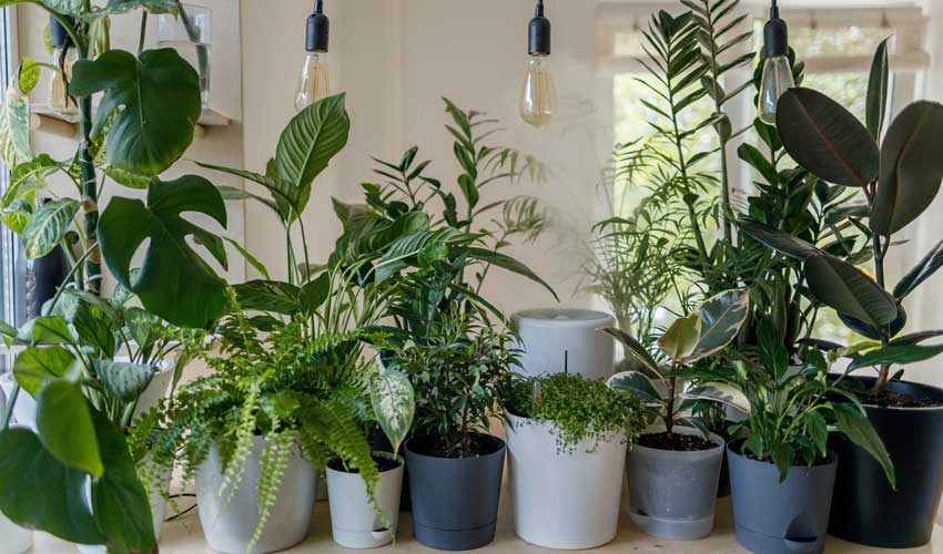 Pflanzen gegen Luftfeuchtigkeit