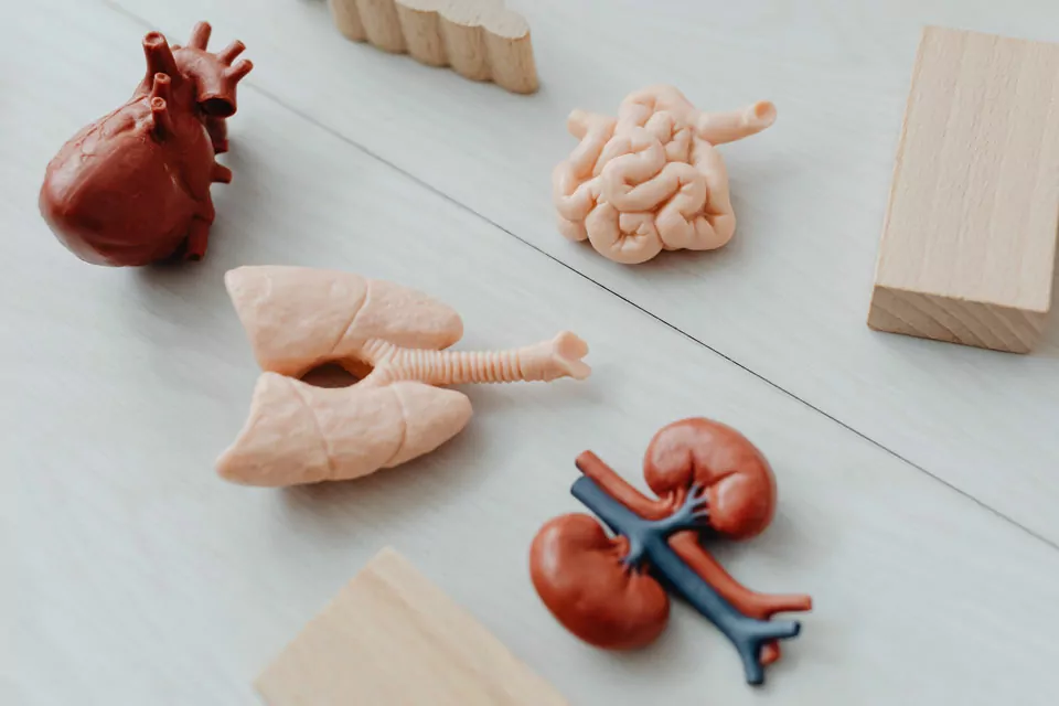 Lernen Sie mehr über COPD: Symptome und effektive Behandlungen Muster eines Lungenorgans